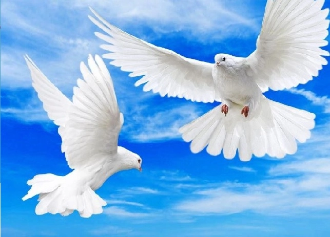 World peace day 2021: દુનિયામાં વધી રહી છે અશાંતિ, જાણો શુ સંદેશ આપે છે વિશ્વ શાંતિ દિવસની આ વર્ષની થીમ ?