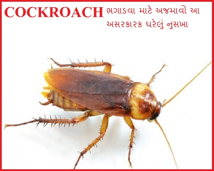 Cockroach Remedies- વંદાને ખત્મ કરવા માટે અજમાવો આ ટીપ્સ