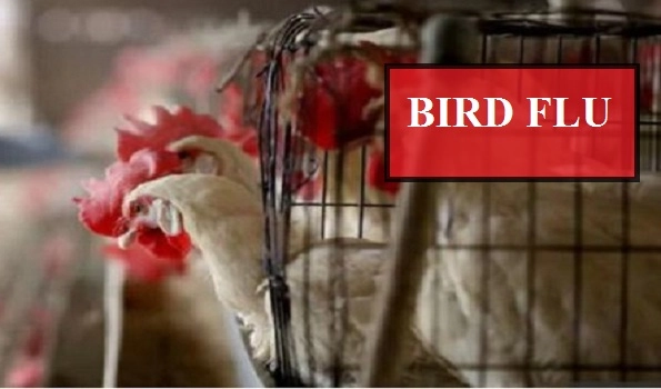 Bird Flu: મહારાષ્ટ્રના થાણેમાં બર્ડ ફ્લૂની પુષ્ટિ, વહીવટીતંત્ર એલર્ટ મોડમાં, ચેપ અટકાવવા હજારો મરઘીઓને મારવાના આદેશ