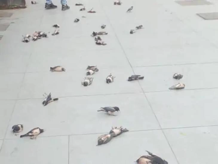 birds dies