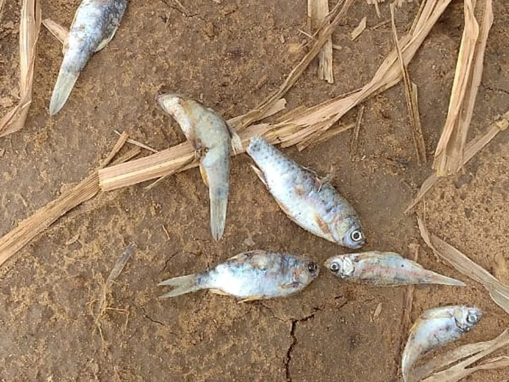ઉત્તર ગુજરાતમાં મેઘરાજાની ધમાકેદાર બેટિંગ, ડીસાના ખેંટવા ગામમાં રાત્રે વરસાદની સાથે માછલીઓ પણ વરસતાં કૂતૂહલ