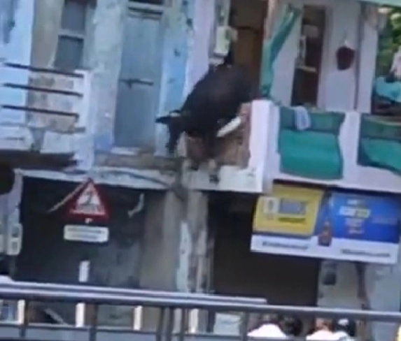 Video - મકાનની ગેલરીમાંથી કૂદી ગાય,  નીચે કૂદતા પગ અને માથામાં ઈજા