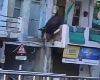 Video - મકાનની ગેલરીમાંથી કૂદી ગાય,  નીચે કૂદતા પગ અને માથામાં ઈજા