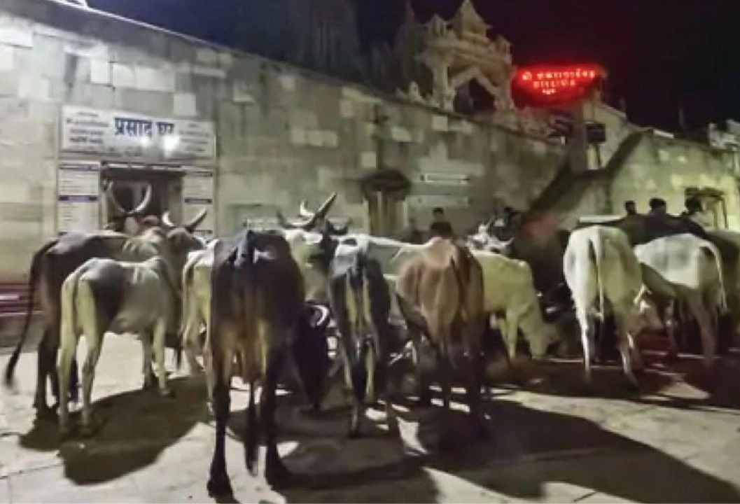 450 કિમી દૂર કચ્છથી દ્રારકાધીશના દર્શન માટે પગપાળા આવી 25 ગાયો, અડધી રાત્રે ખોલ્યા મંદિરના કપાટ