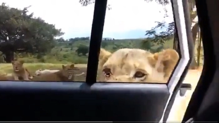 lion open car door