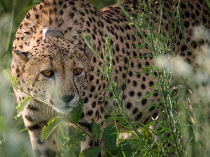MP news Today 12 cheetahs come to India from this country