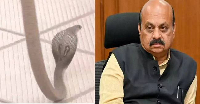 A snake came out of Karnataka CM Bommai's house