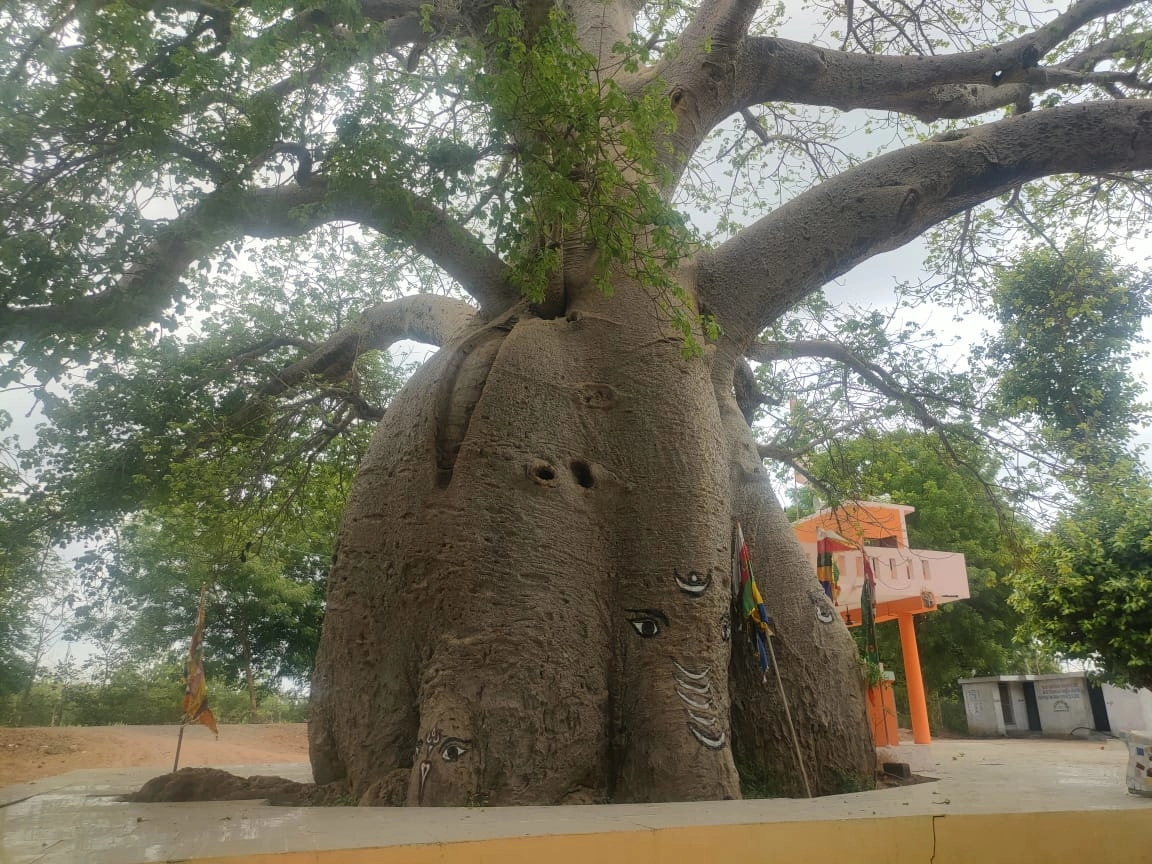 A heritage tree that has stood firm for 950 years