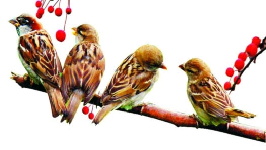 बाल कविता : दाने चुगकर लाए चिड़िया