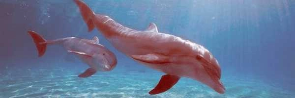 ये डॉल्फिन एक दूसरे को नाम से बुलाते हैं | Dolphin