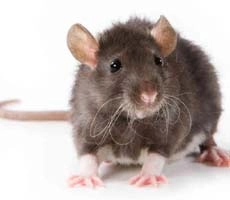 चुलबुली कविता : चूहा और ऐनक