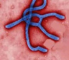 इबोला को रोकने में 4 माह लगेंगे : रेडक्रॉस - Ebola