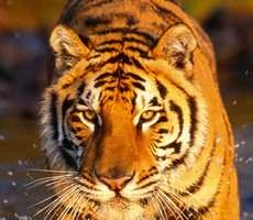 ट्रेन की चपेट में आने से बाघ की मौत - Death of tiger