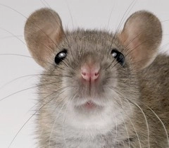 चूहे में इंसानी दिमाग