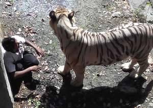सफेद शेर ने छात्र को मारा - white tiger
