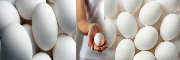 कुपोषण को दूर करे बस एक अंडा