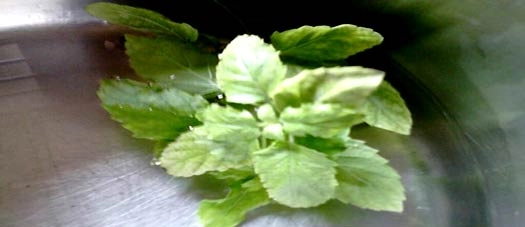 तुलसी के प्रयोग से करें स्वाइन फ्लू का बचाव - Indian Natural Herb