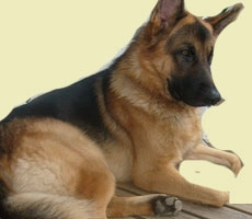 प्राकृतिक  आपदा में मदद करेंगे एनडीआरएफ के कुत्ते - NDRF dog squad