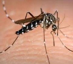 भारत में डेंगू के सालाना 60 लाख मामले - dengue fever