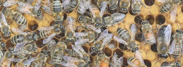 अंत्येष्टि के दौरान मधुमक्खियों का हमला, 60 लोग घायल