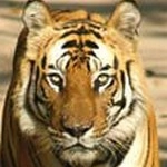 बाघ के हमले में शिक्षक की मौत - Tiger, attacked the teacher's death