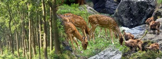 भारत के 10 रहस्यमय जंगल, जानिए कौन से... - Top 10 indian forest