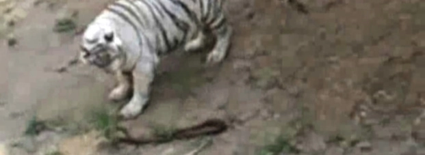 'शर्मीले' बाघ विशाल का सेक्स से इनकार - tiger reluctant sex