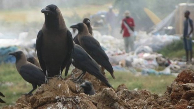 भारतीय कौवों का कीनिया में दखल - Indian crows in Kenya