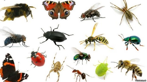विनाश का संकेत है कीटों की घटती संख्या - insecticide
