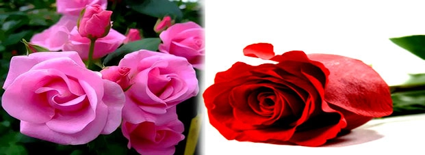 Rose day Special Poem in Hindi | गुलाब की तरह तुम....