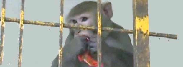 बंदर का यौन उत्पीड़न करने वाली महिला को तीन साल की कैद