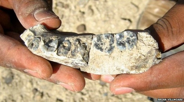 इथोपिया में मिला 'पहले मानव' का जीवाश्म