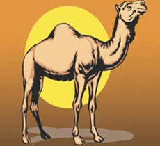 क्या तुम जानते हो... ऊंट रेगिस्तान में कैसे रह पाता है? - camel adaptations