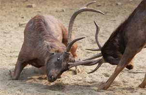 कान्हा में बारहसिंघों की संख्या 66 से बढ़कर 600 हुई - Kanha, elk, Kanha Tiger Reserve