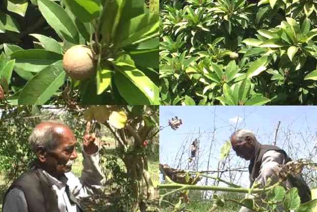 महुए के पेड़ पर चीकू के फल..! - Horticultural grafting technique