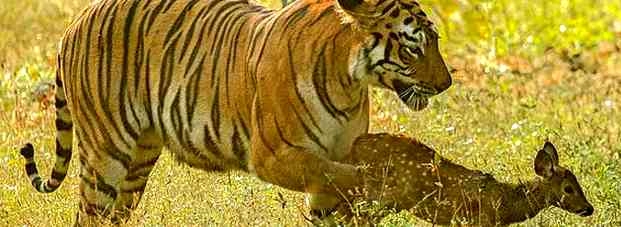 हिरण के बच्चे के साथ खेली बाघिन... - tiger plays with deer