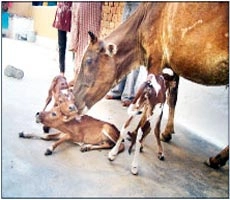 अब गाय भी देगी प्रवेश परीक्षा! - admission test of cow