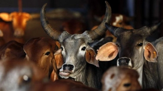 10 राज्यों में कानूनन होती है गौ-हत्या - cow_slaughter_beef_ban