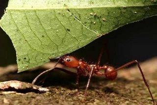 अजब! यहां चींटियां भी खाती हैं जंक फूड - Ants eat Junk Food