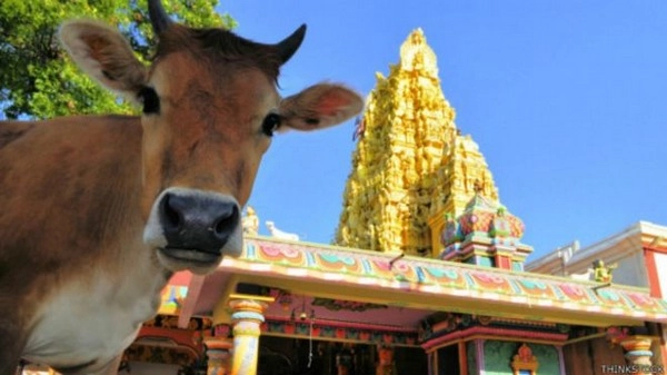 भाजपा ने गोमांस पर देशव्यापी प्रतिबंध से किया इंकार - bjp, beef, ban, denies