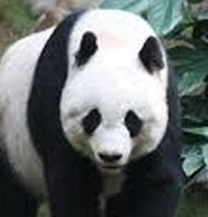 'लु लु' का सेक्स रिकॉर्ड बना सुर्खियां - Panda, China Giant Panda