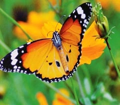 बाल साहित्य : कविता में व्यथा - Poem on Butterfly