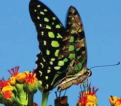 बाल साहित्य : तितली रानी - Butterfly Poems