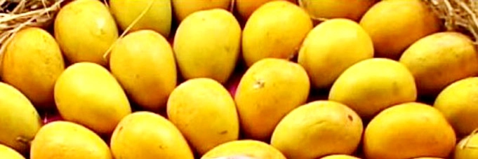 फळांचा राजा आंबा अर्थात हाफुस बाजारात दाखल