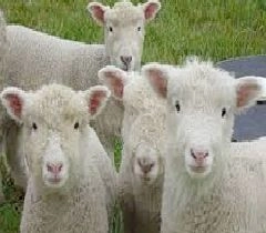 सड़ा अनाज खाने से 231 भेड़ों की मौत