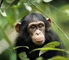 कपि और इंसान में कितना फर्क? - chimpanzee_ monkey species