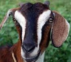 बकरी के नामकरण से दो परिवार झगड़े, मामला थाने पहुंचा - Two families fight on goats name