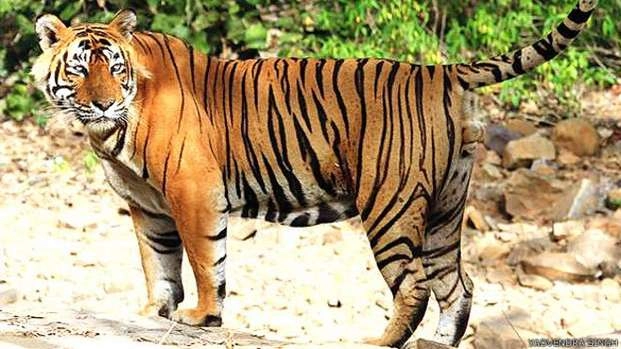 चिड़ियाघर में बाघिन को आया गुस्सा, छलांग लगाकर बाहर आई - Tigress escape from Zoo rescued after 2 hours