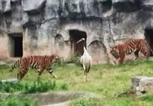 सारस का साहस, दो शेरों से किया मुकाबला (वीडियो) - red-crowned crane was seen fighting bravely against two tigers