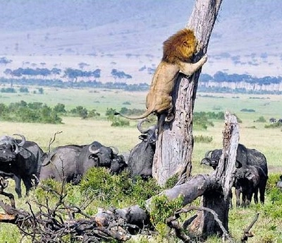 भैंसों से डरकर पेड़ पर चढ़ा शेर - lion climb tree after attack on buffalo herd goes wrong